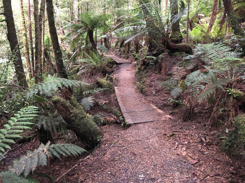 A well formed path through the bush