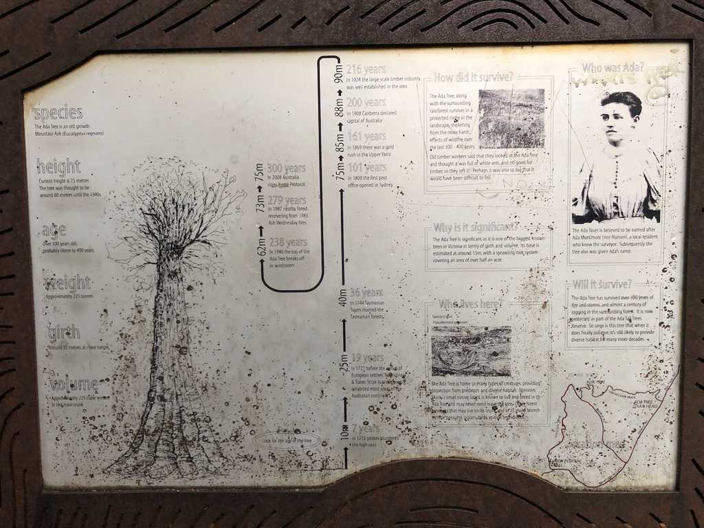 Sign detailing the history of the Ada Tree