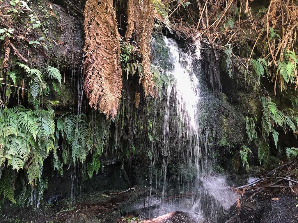 Waterfall bower