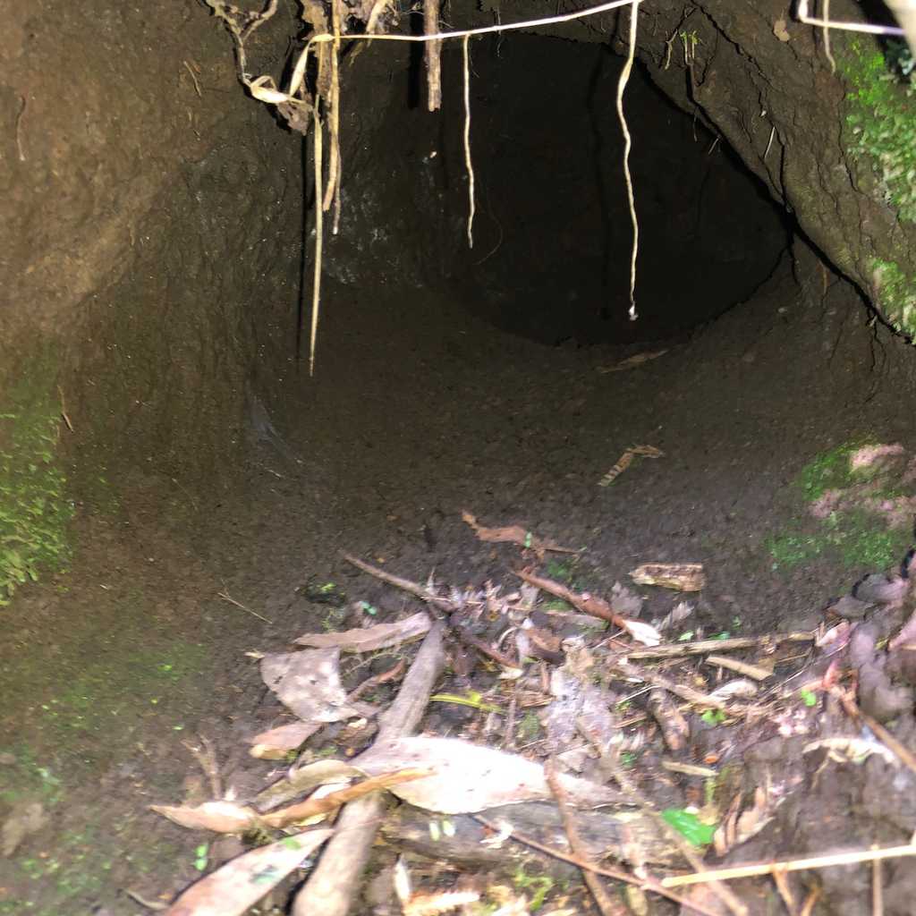 Probably a wombat hole