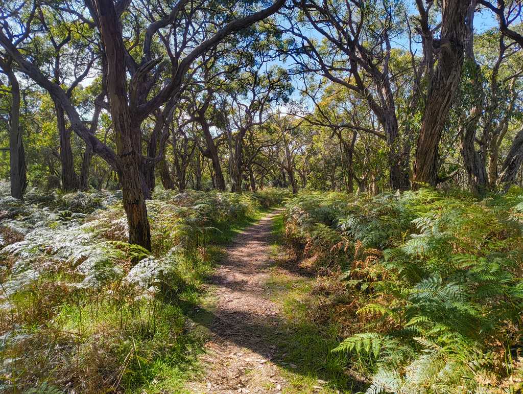 The track cuts through the bush