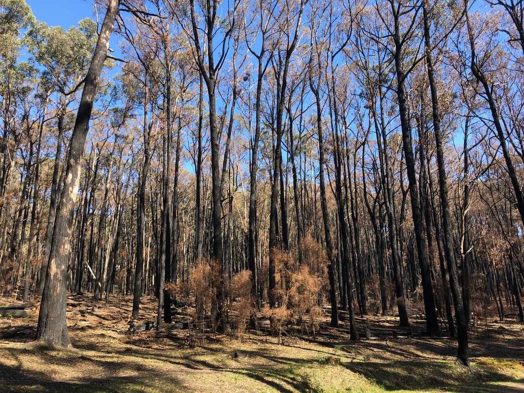 Blackened trunks of gum trees in Wright Forest