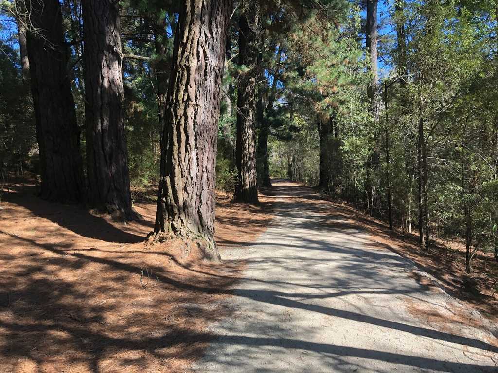 Path through the pines on Pine Track, Emerald Lake Park