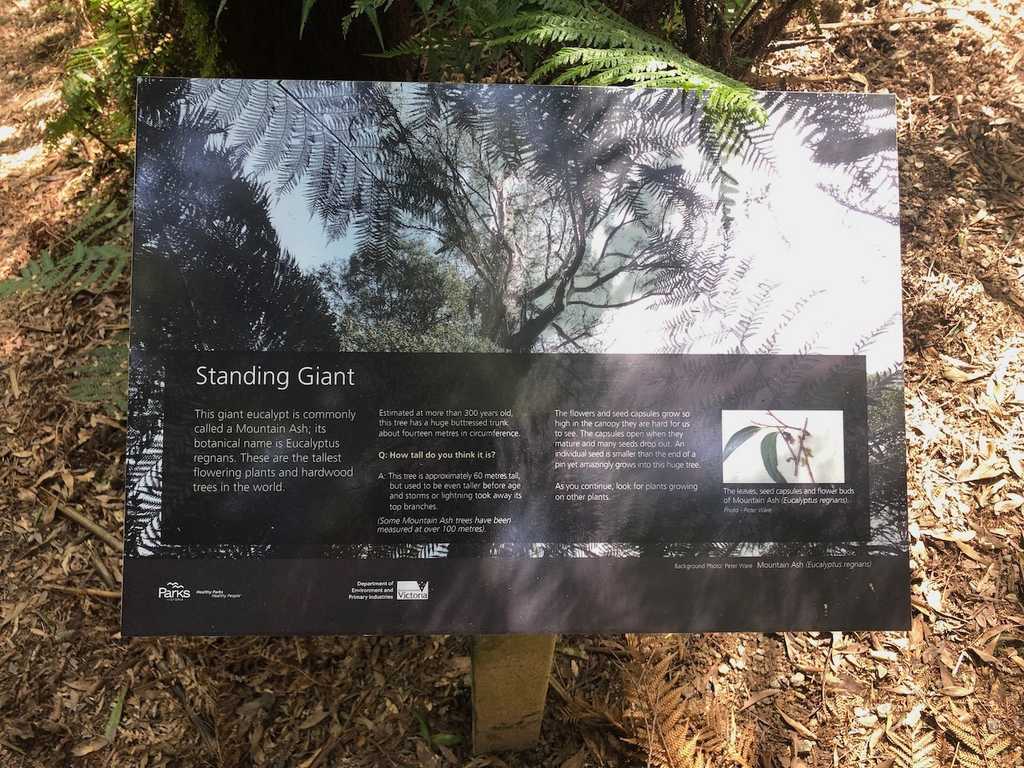 Signpost explaining the Standing Giant tree